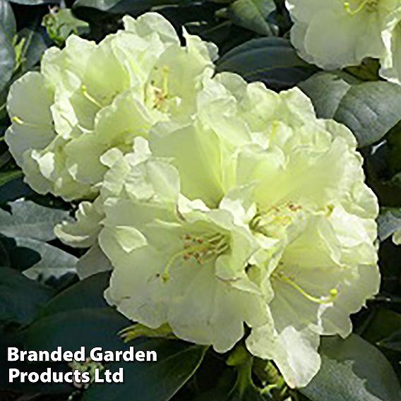 Rhododendron Lemon Dream - View 11 from www redcrocus com