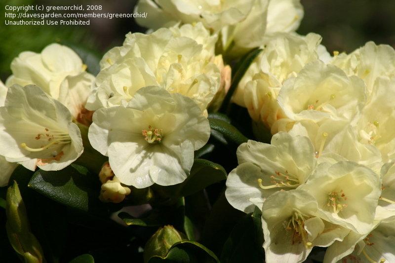 Rhododendron Lemon Dream - View 12 from www redcrocus com