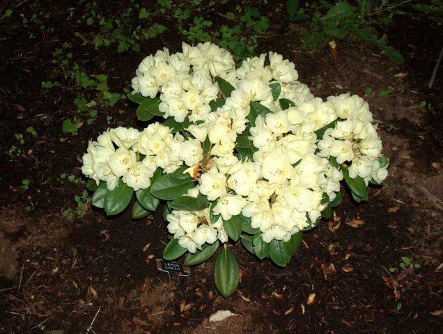 Rhododendron Lemon Dream - View 15 from www redcrocus com