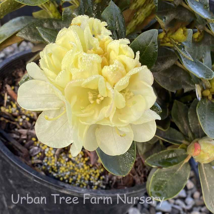 Rhododendron Lemon Dream - View 3 from www redcrocus com