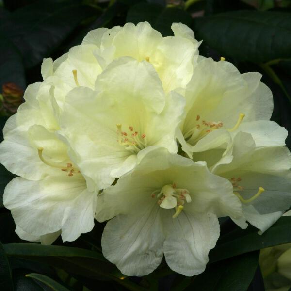 Rhododendron Lemon Dream - View 8 from www redcrocus com
