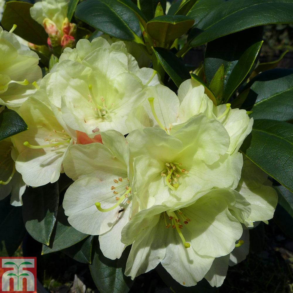 Rhododendron Lemon Dream - View 9 from www redcrocus com