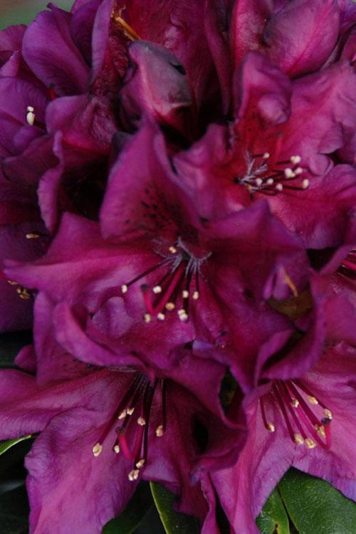 Rhododendron Polar Night - View 15 from www redcrocus com