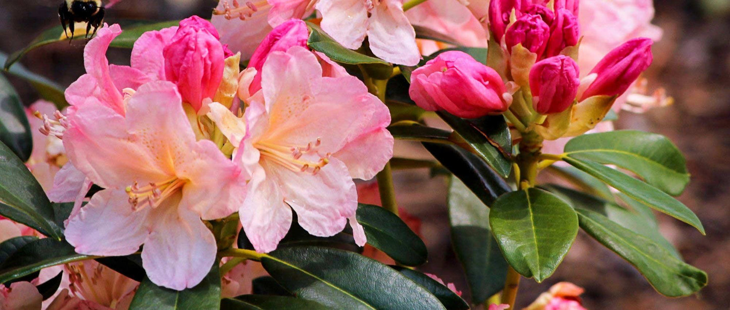 Rhododendron Laetivirens - View 12 from www redcrocus com