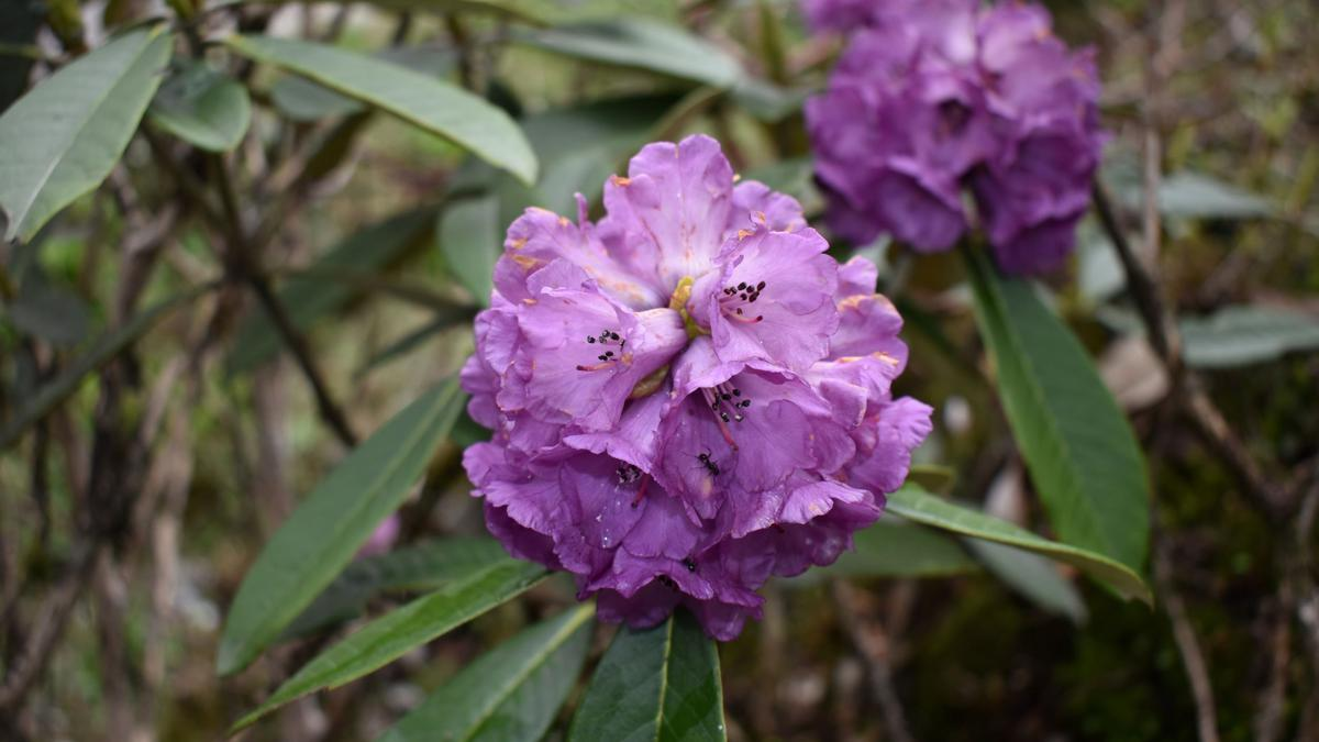 Rhododendron Laetivirens - View 17 from www redcrocus com
