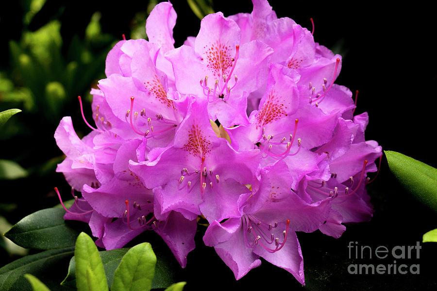 Rhododendron Laetivirens - View 19 from www redcrocus com