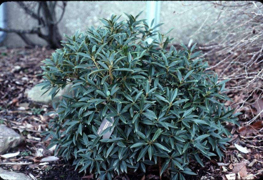 Rhododendron Laetivirens - View 4 from www redcrocus com