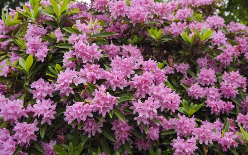 Rhododendron Laetivirens - View 6 from www redcrocus com