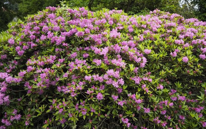 Rhododendron Laetivirens - View 7 from www redcrocus com