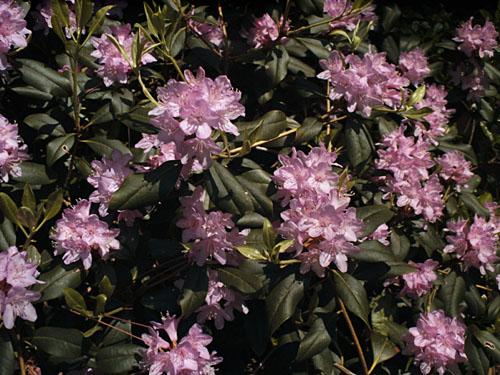 Rhododendron Laetivirens - View 8 from www redcrocus com