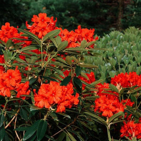 Rhododendron Laetivirens - View 9 from www redcrocus com