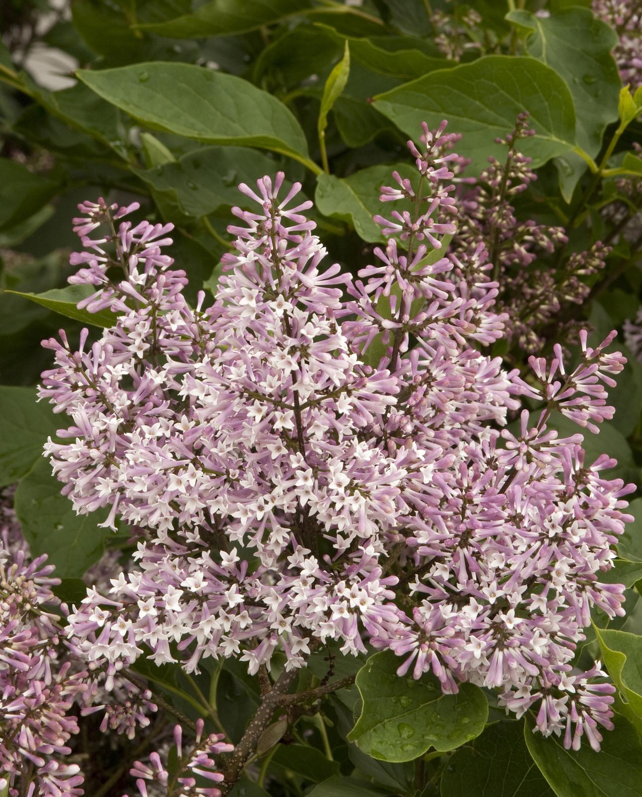 Syringa Patula Little Darling - View 11 from www redcrocus com