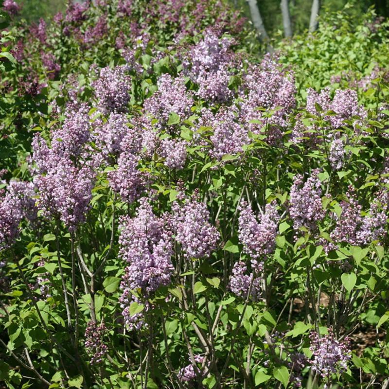 Syringa Patula Baby Kim - View 18 from www redcrocus com