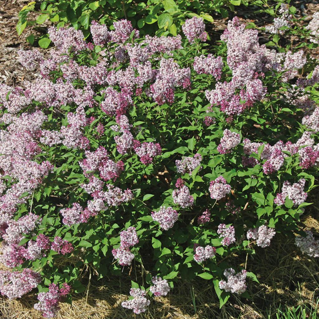 Syringa Patula Baby Kim - View 3 from www redcrocus com
