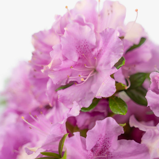 Azalea Autumn Lilac Encore - View 10 from www redcrocus com