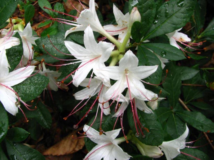 Azalea Arborescens - View 7 from www redcrocus com