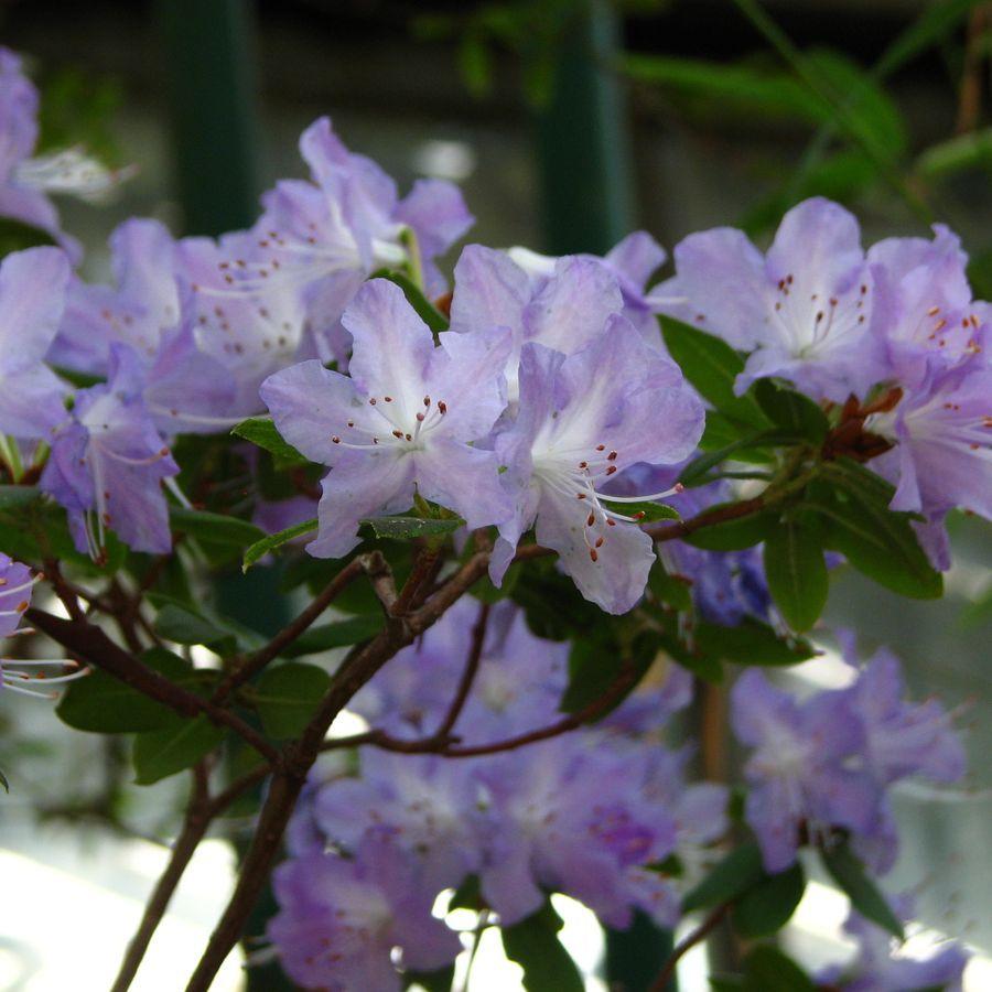 Rhododendron Biloxi Blues - View 10 from www redcrocus com
