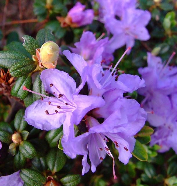 Rhododendron Biloxi Blues - View 16 from www redcrocus com