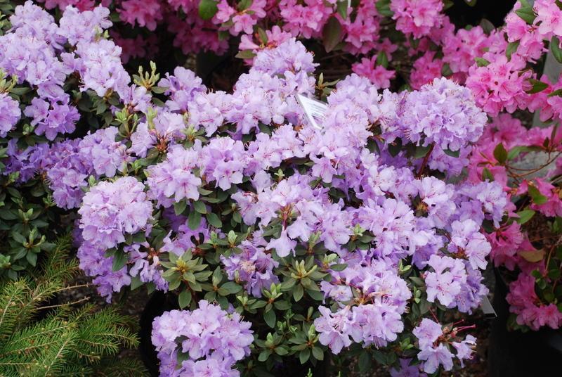 Rhododendron Biloxi Blues - View 2 from www redcrocus com