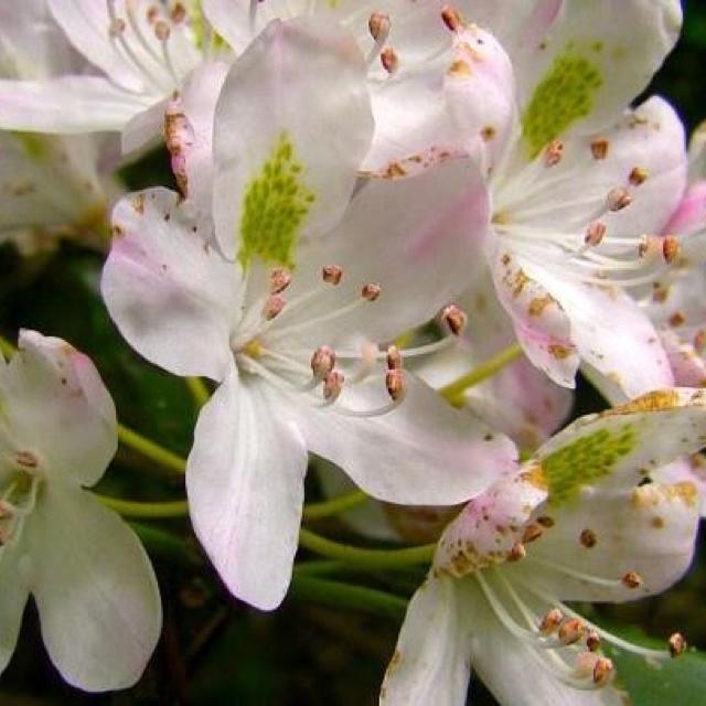 Rhododendron Plane View Appleblossom - View 10 from www redcrocus com