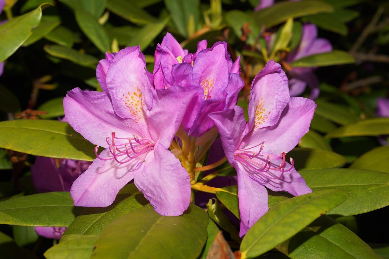 Rhododendron Plane View Appleblossom - View 11 from www redcrocus com