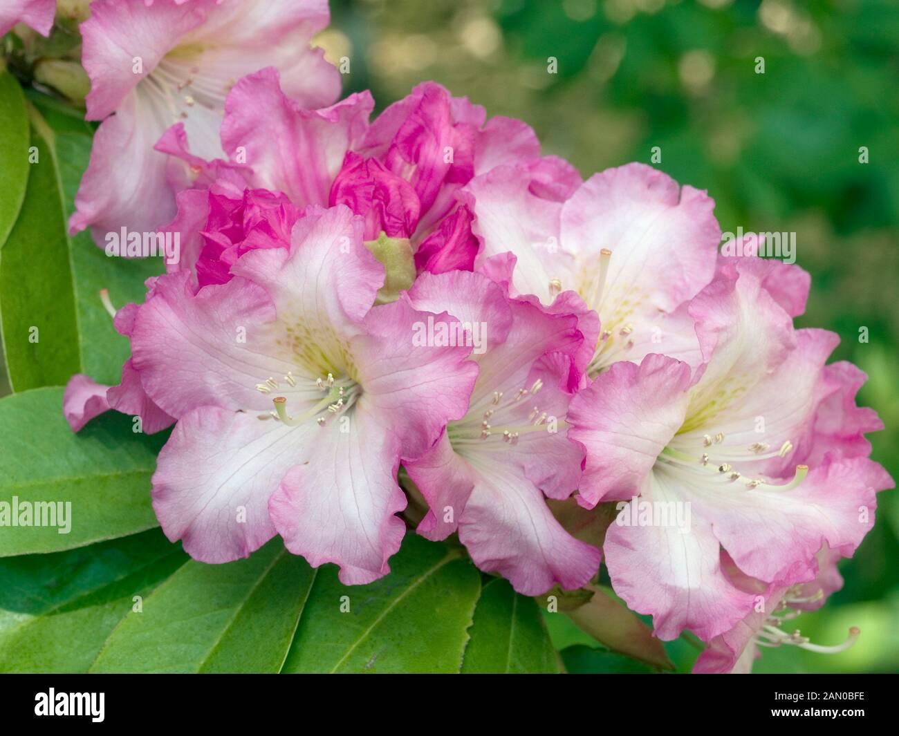 Rhododendron Plane View Appleblossom - View 12 from www redcrocus com