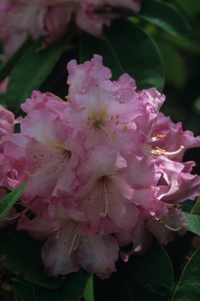 Rhododendron Plane View Appleblossom - View 13 from www redcrocus com
