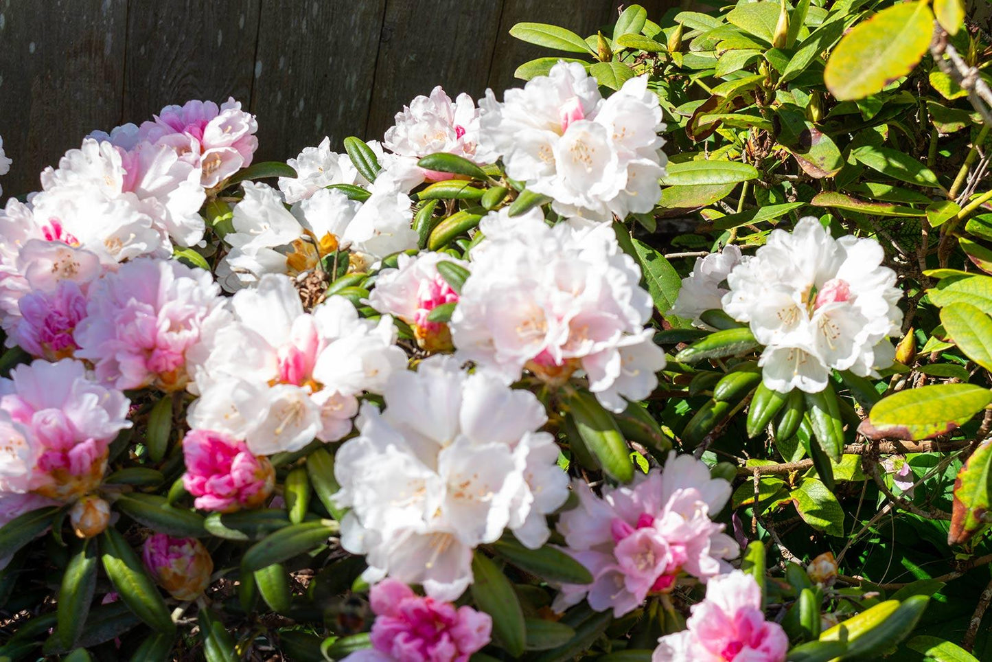 Rhododendron Plane View Appleblossom - View 14 from www redcrocus com