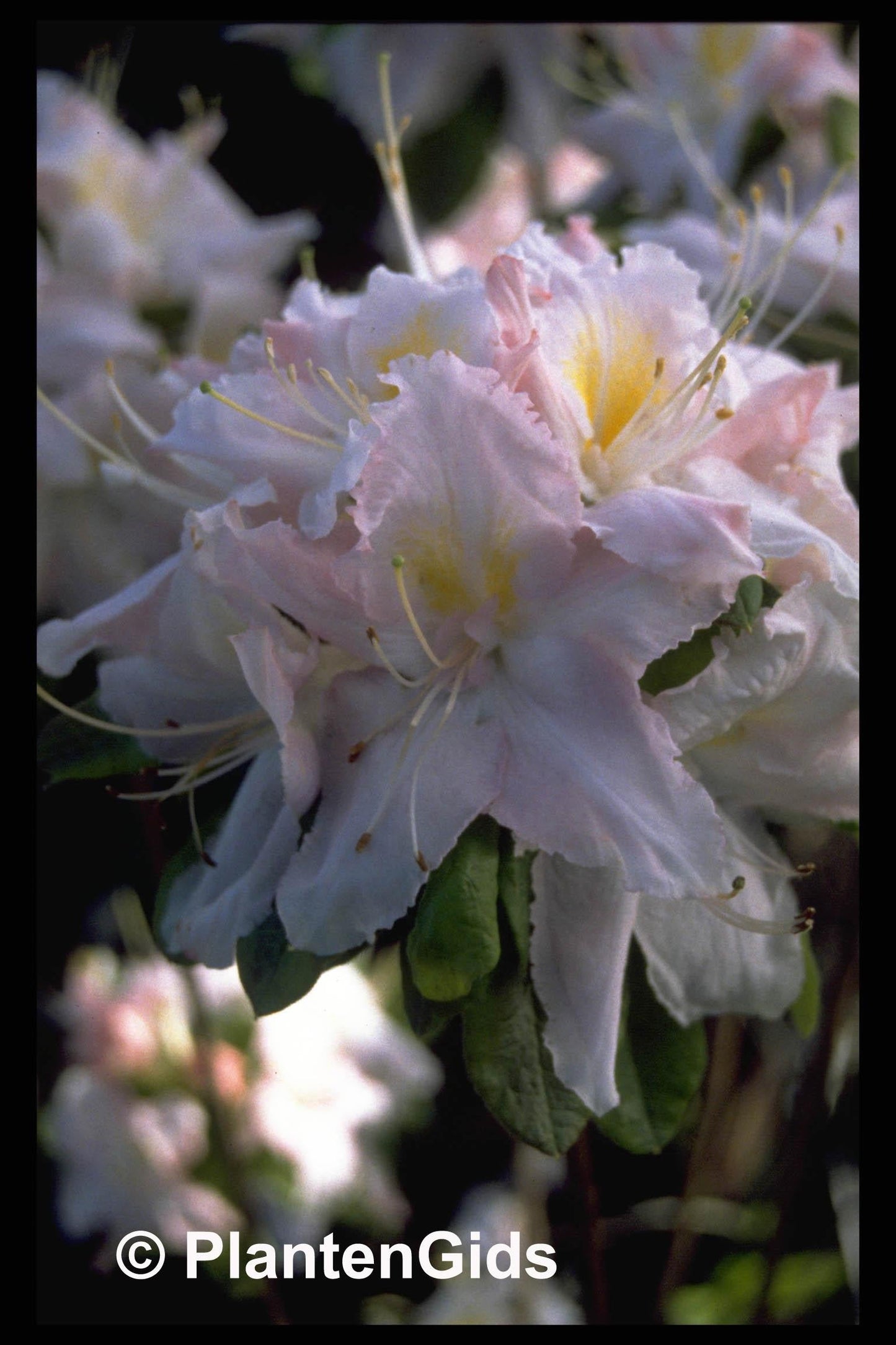 Rhododendron Plane View Appleblossom - View 15 from www redcrocus com