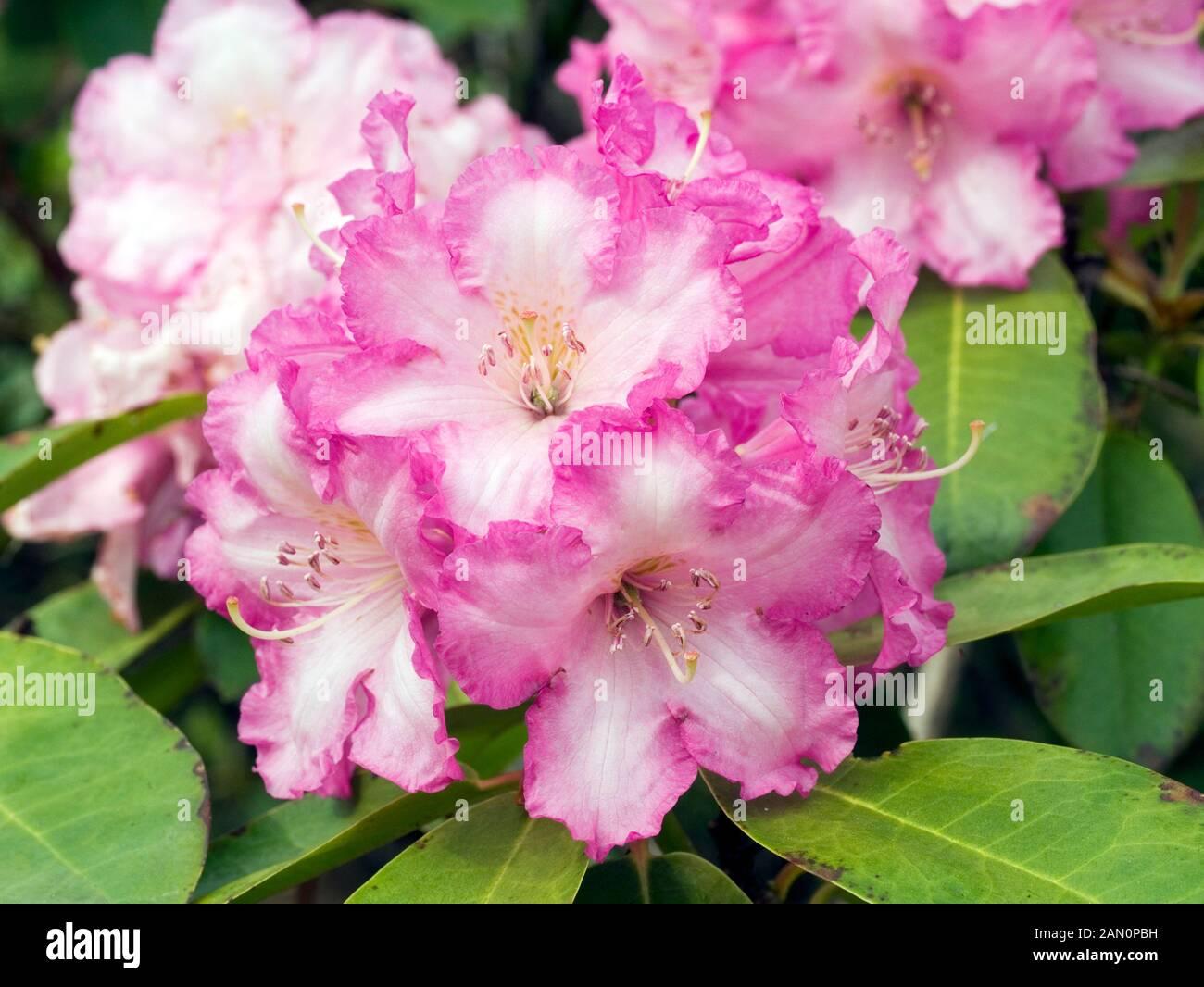 Rhododendron Plane View Appleblossom - View 16 from www redcrocus com
