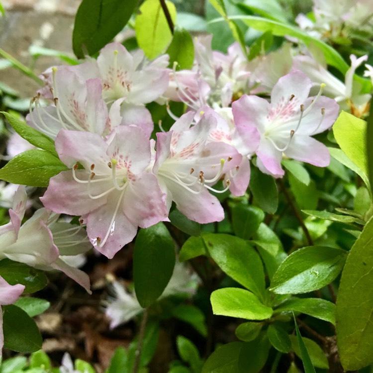 Rhododendron Plane View Appleblossom - View 3 from www redcrocus com