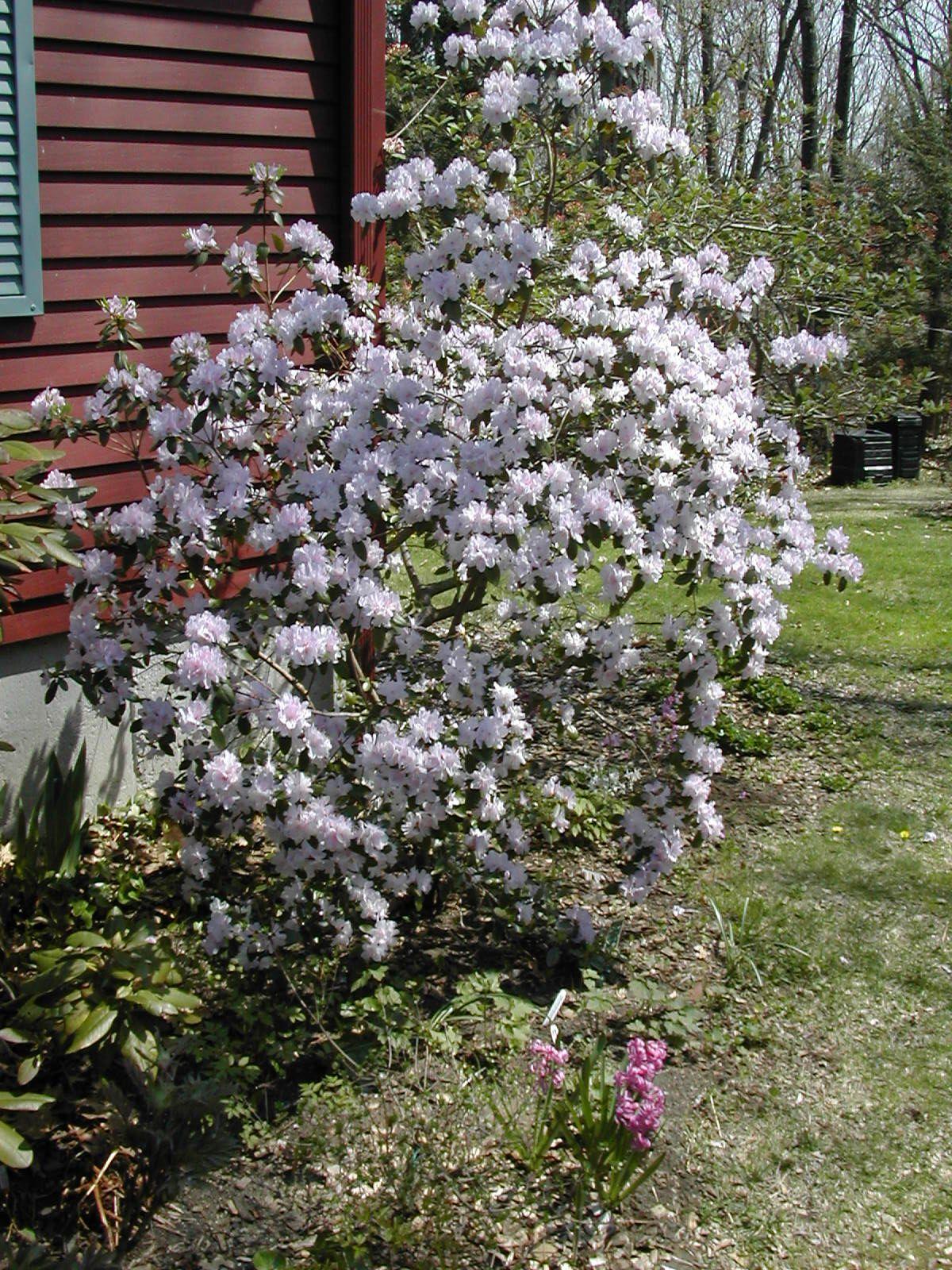 Rhododendron Plane View Appleblossom - View 6 from www redcrocus com