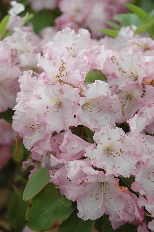 Rhododendron Plane View Appleblossom - View 7 from www redcrocus com