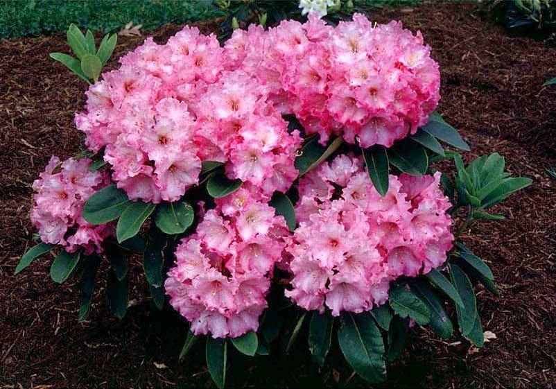 Rhododendron Plane View Appleblossom - View 8 from www redcrocus com