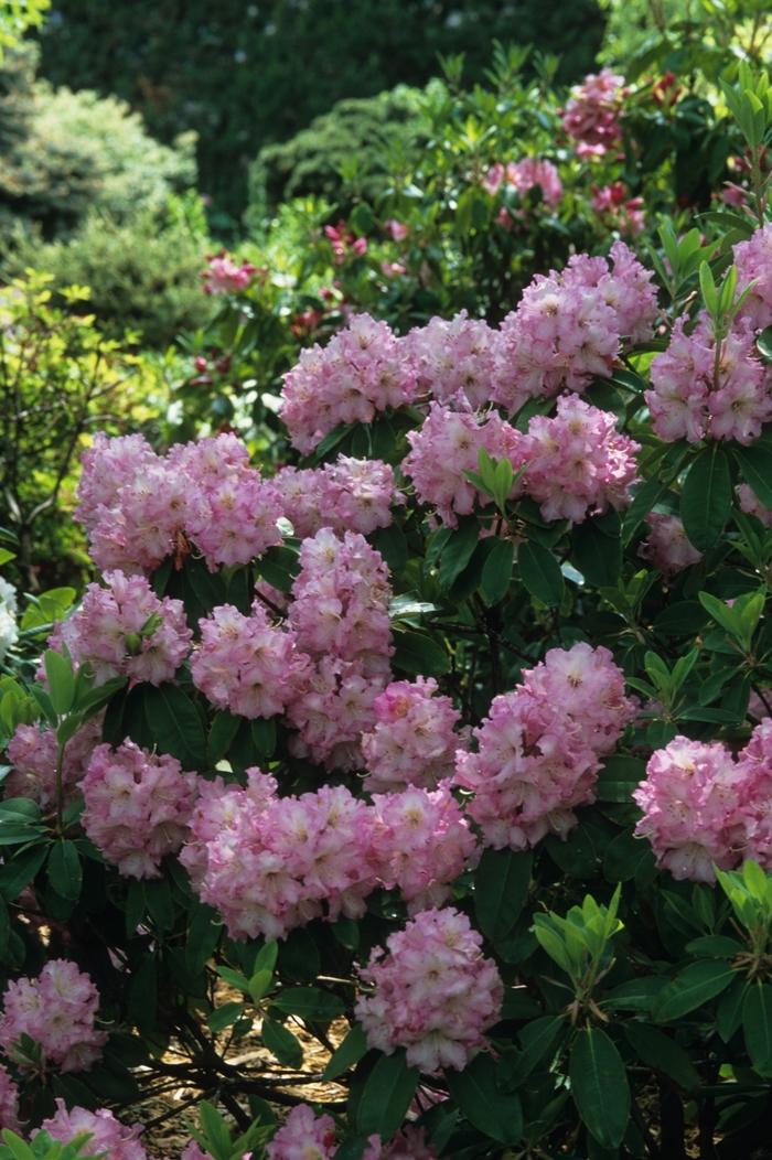 Rhododendron Plane View Appleblossom - View 9 from www redcrocus com
