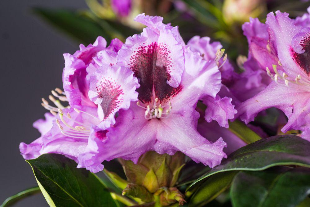 Rhododendron Kabarett - View 10 from www redcrocus com
