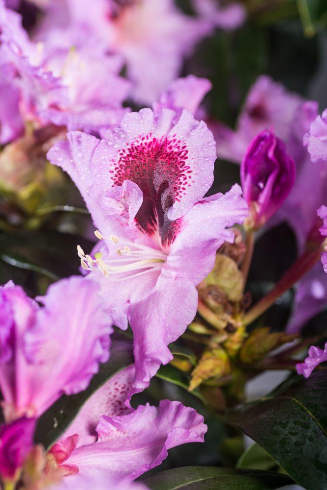 Rhododendron Kabarett - View 11 from www redcrocus com