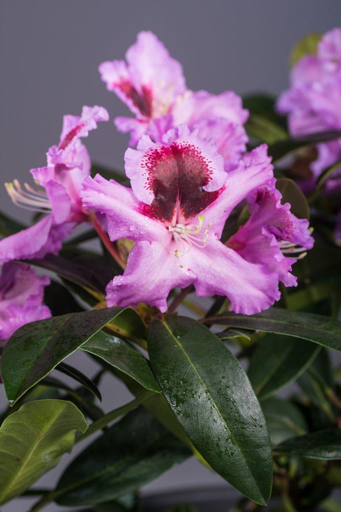 Rhododendron Kabarett - View 12 from www redcrocus com