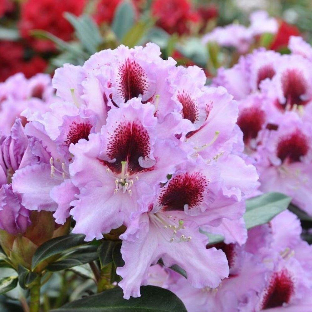 Rhododendron Kabarett - View 13 from www redcrocus com