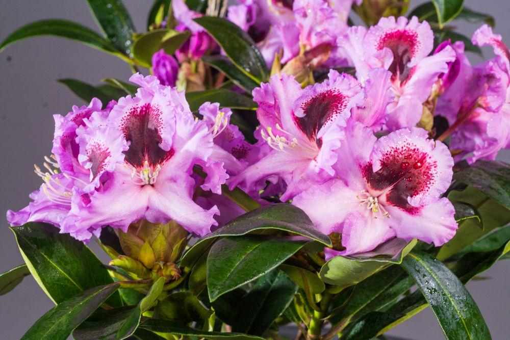 Rhododendron Kabarett - View 14 from www redcrocus com