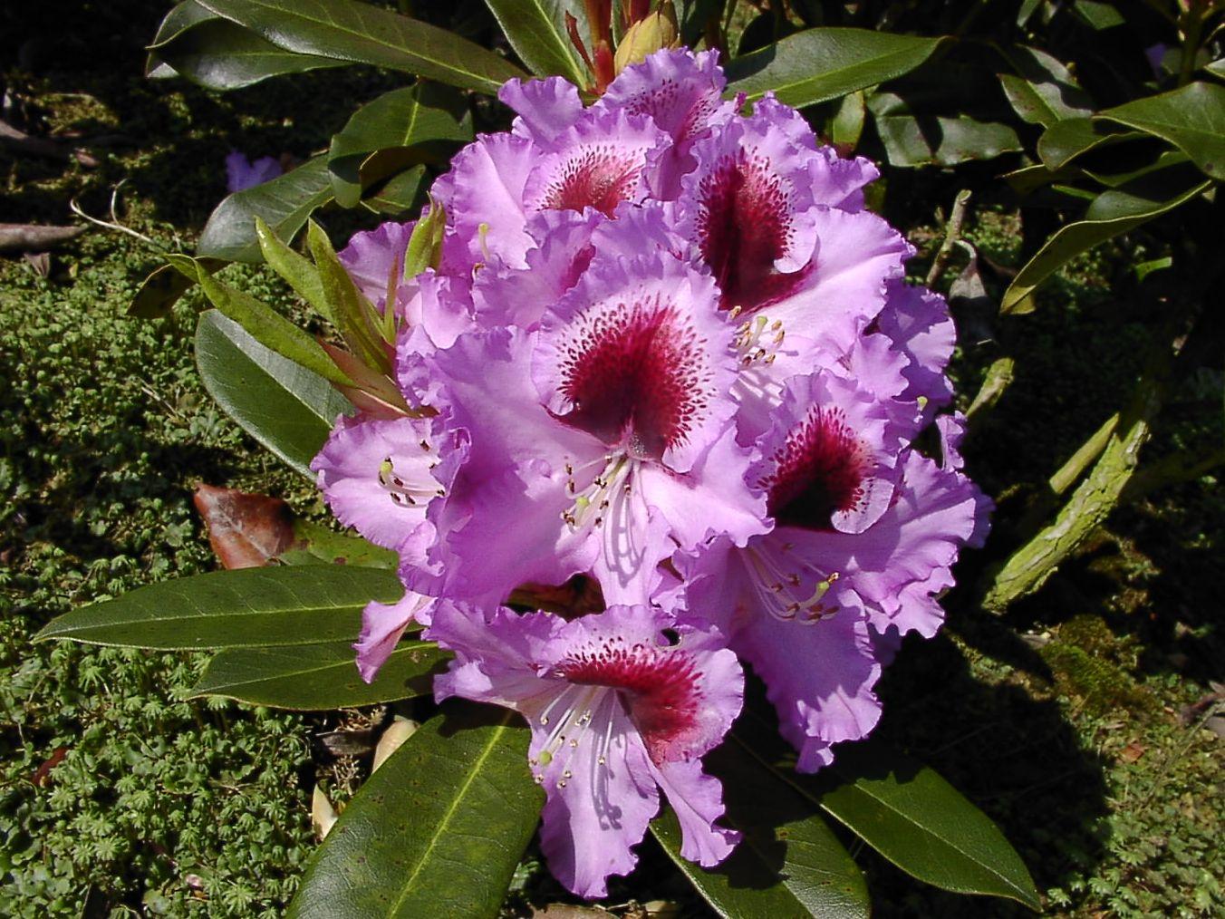 Rhododendron Kabarett - View 15 from www redcrocus com