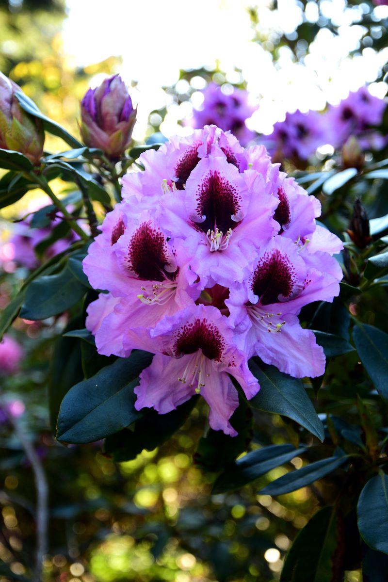 Rhododendron Kabarett - View 16 from www redcrocus com