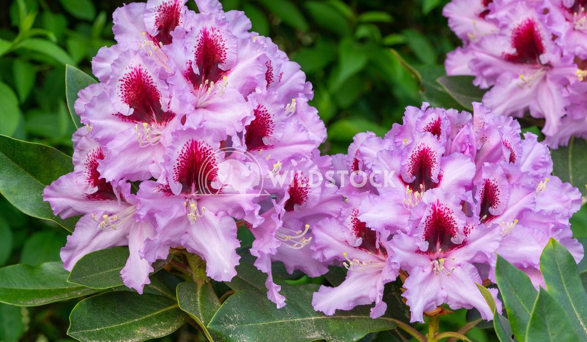 Rhododendron Kabarett - View 17 from www redcrocus com