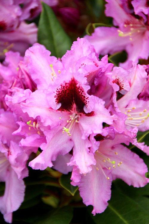 Rhododendron Kabarett - View 18 from www redcrocus com