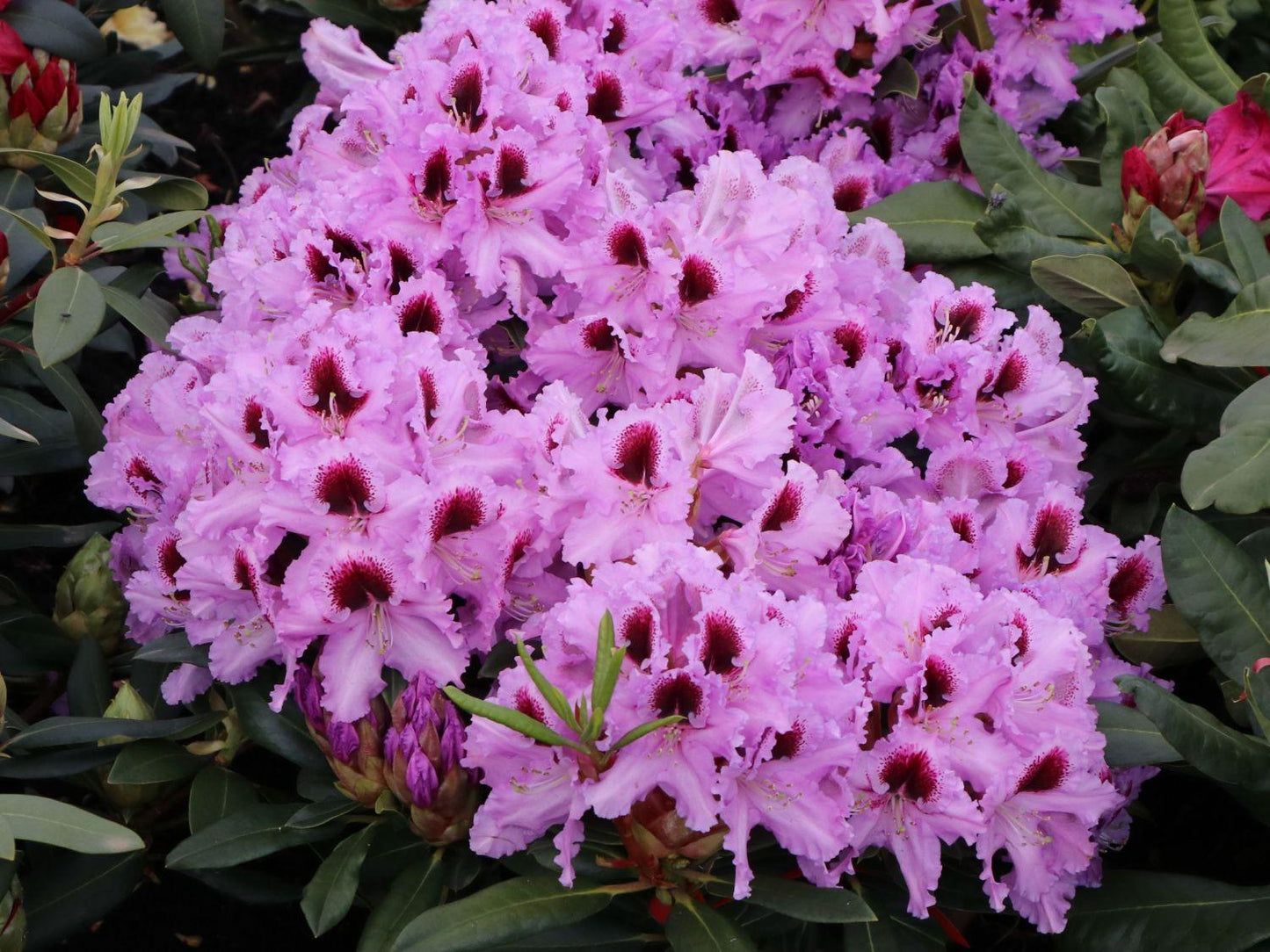 Rhododendron Kabarett - View 1 from www redcrocus com
