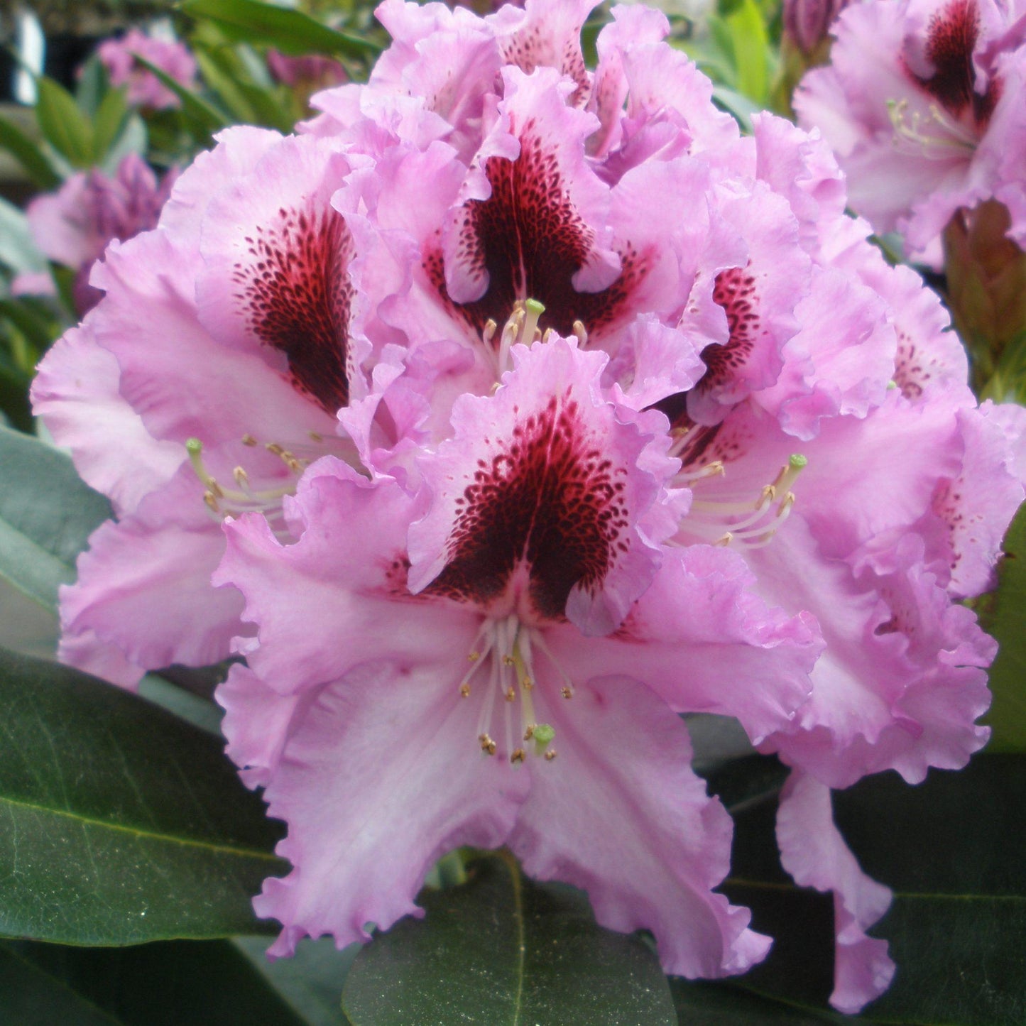 Rhododendron Kabarett - View 20 from www redcrocus com
