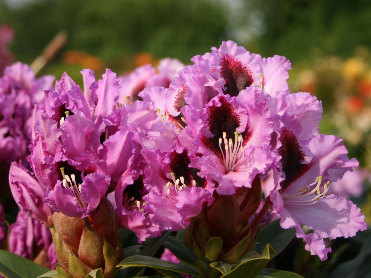 Rhododendron Kabarett - View 2 from www redcrocus com