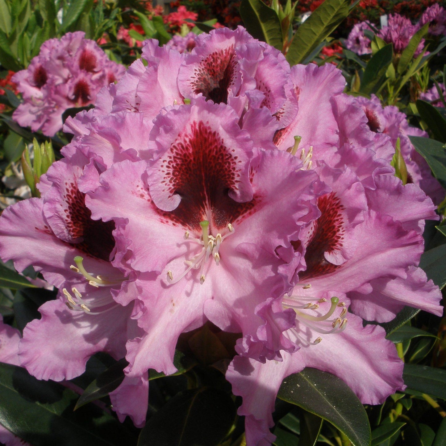 Rhododendron Kabarett - View 3 from www redcrocus com