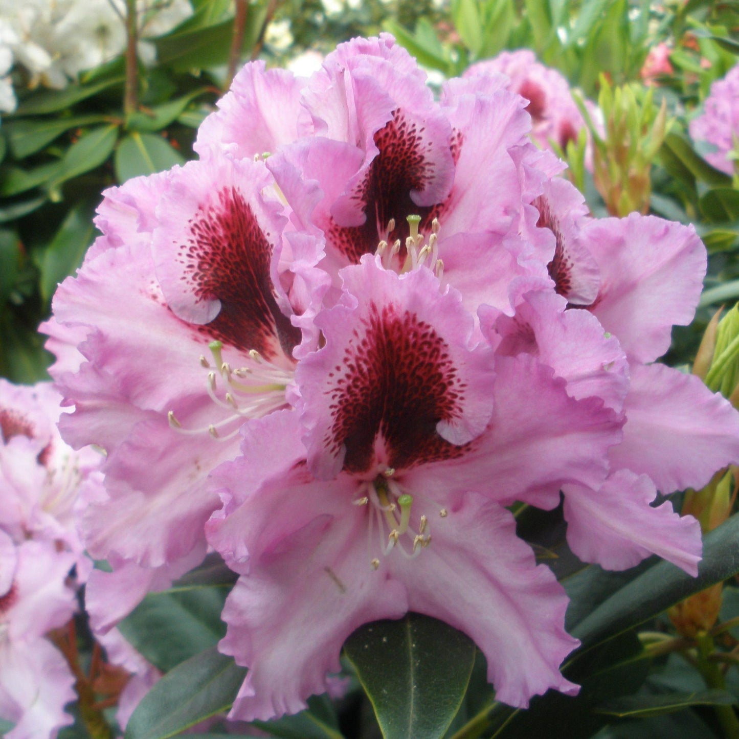 Rhododendron Kabarett - View 4 from www redcrocus com