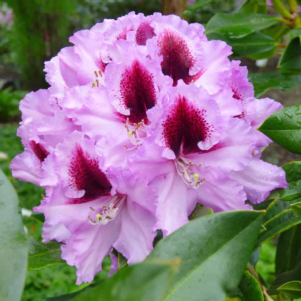 Rhododendron Kabarett - View 5 from www redcrocus com
